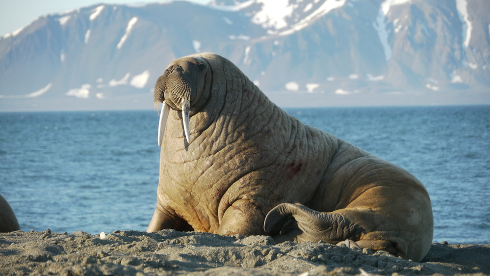 Atlantic walrus sits on rocks with mountains and ocean in the background.