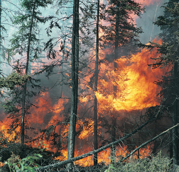 Forest Fire, Yukon, Canada, North America