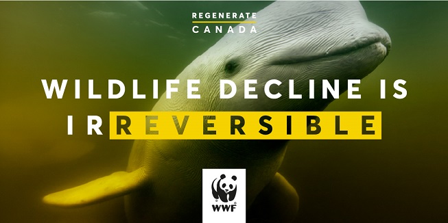 Wildlife decline is reversible