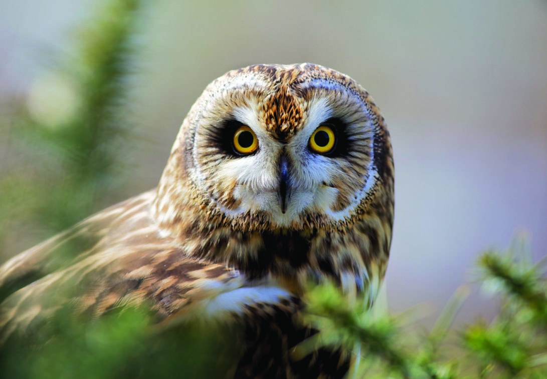 Short-eared owl perches behind pine tree branches.