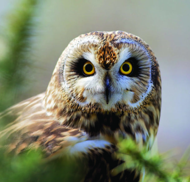 short-eared owl/Le hibou des marais