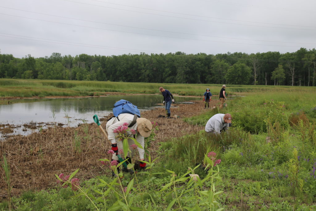 Removing invasive Phragmites and adding native plants to a wetland in southern Ontario. 