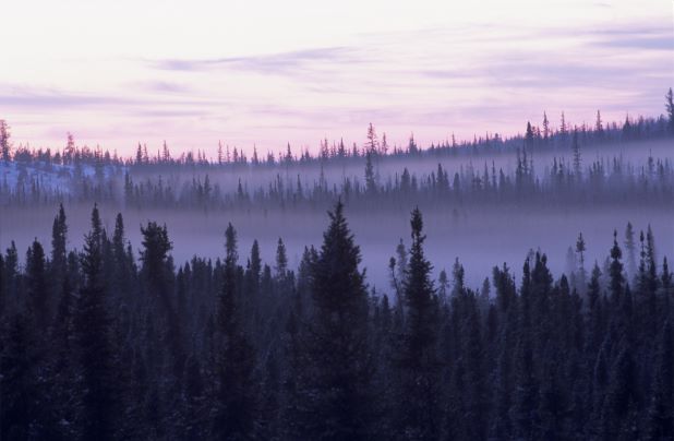 Sunset over a misty boreal forest in the Northwest Territories, Canada