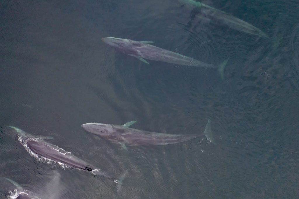 Fin whales in Pacific ocean