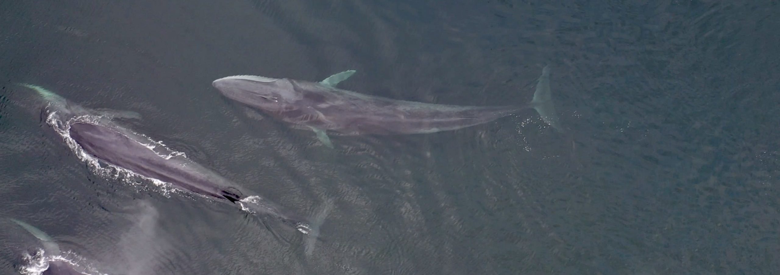 Fin whales in Pacific ocean