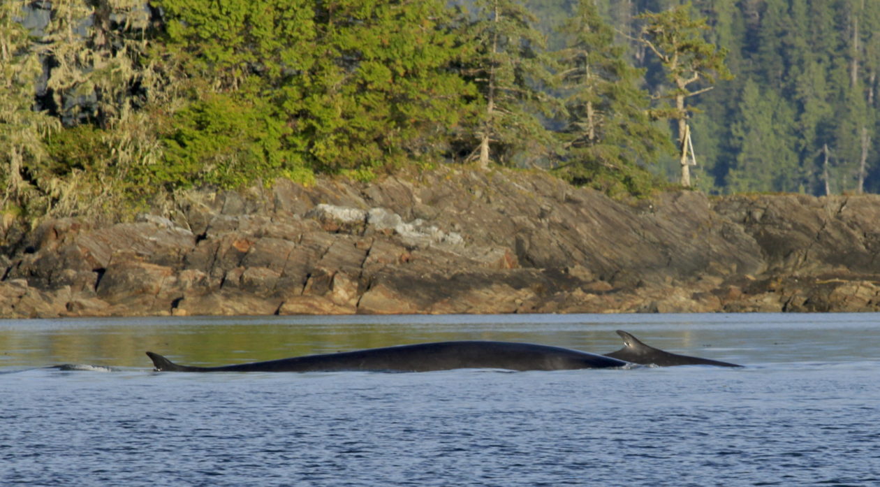 A large adult and juvenile fin whale travel together along the shore of a fjord in Gitga’at First Nation water