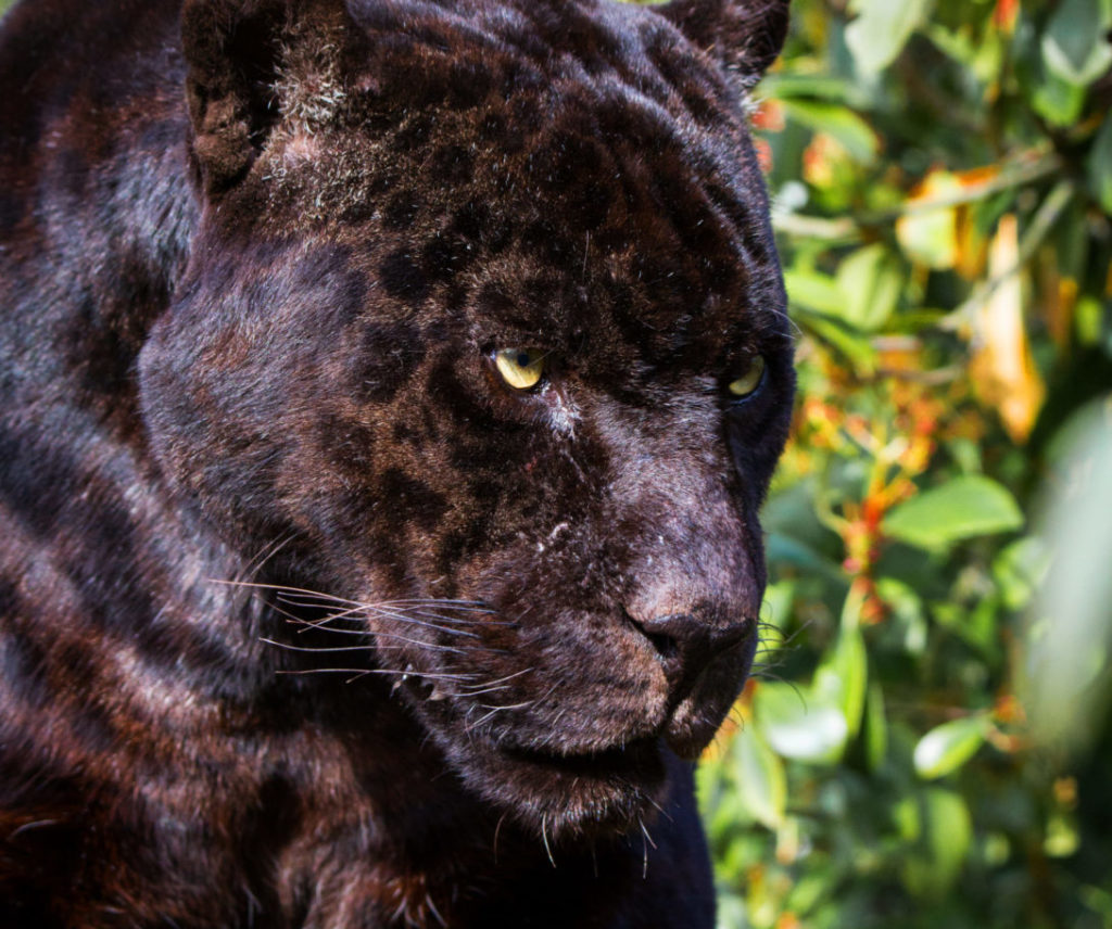 A picture from the head of a black jaguar, showing its rosette markings.
