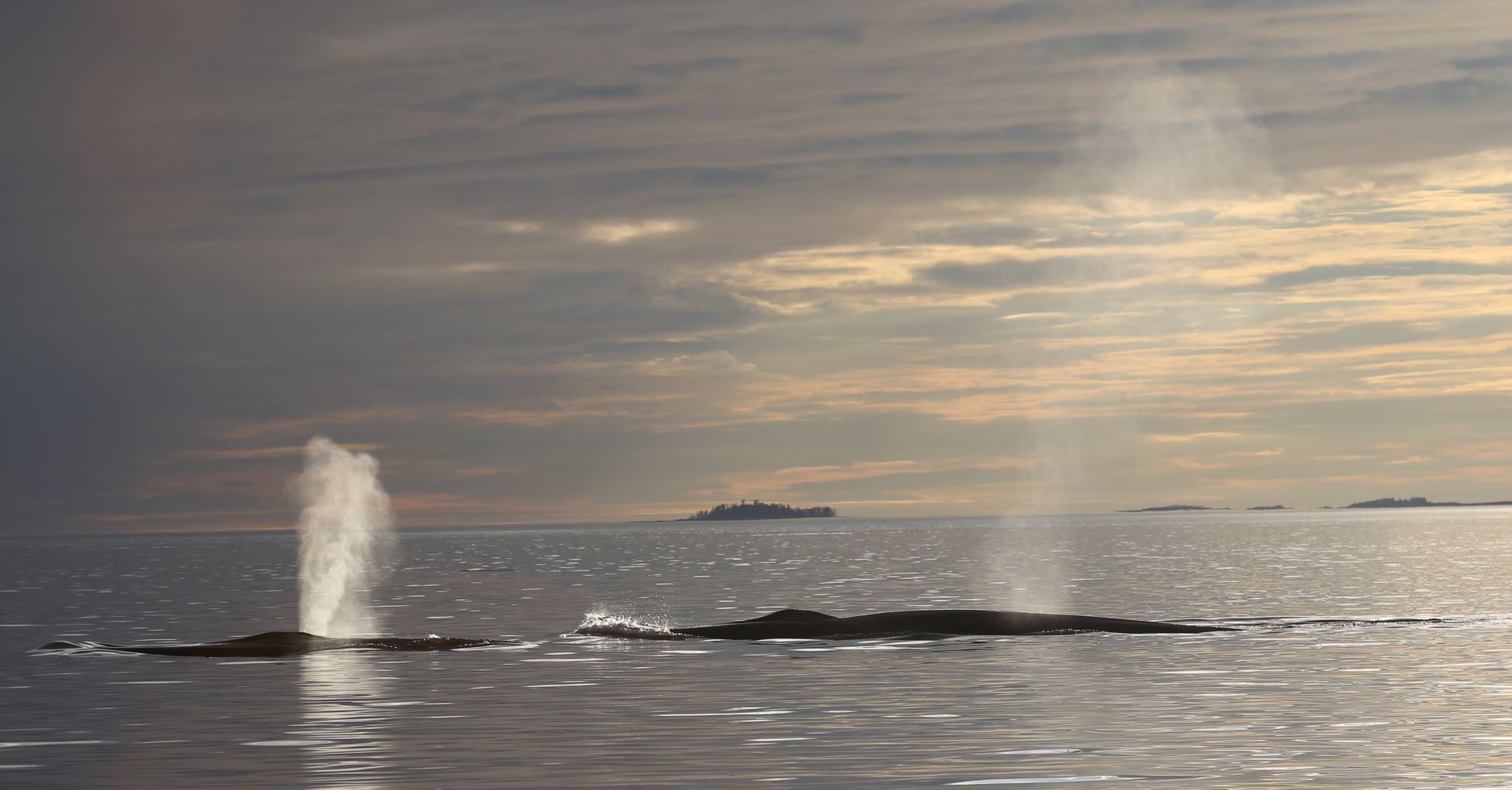 Two fin whales in Campania Sound (Gitga’at First Nation).