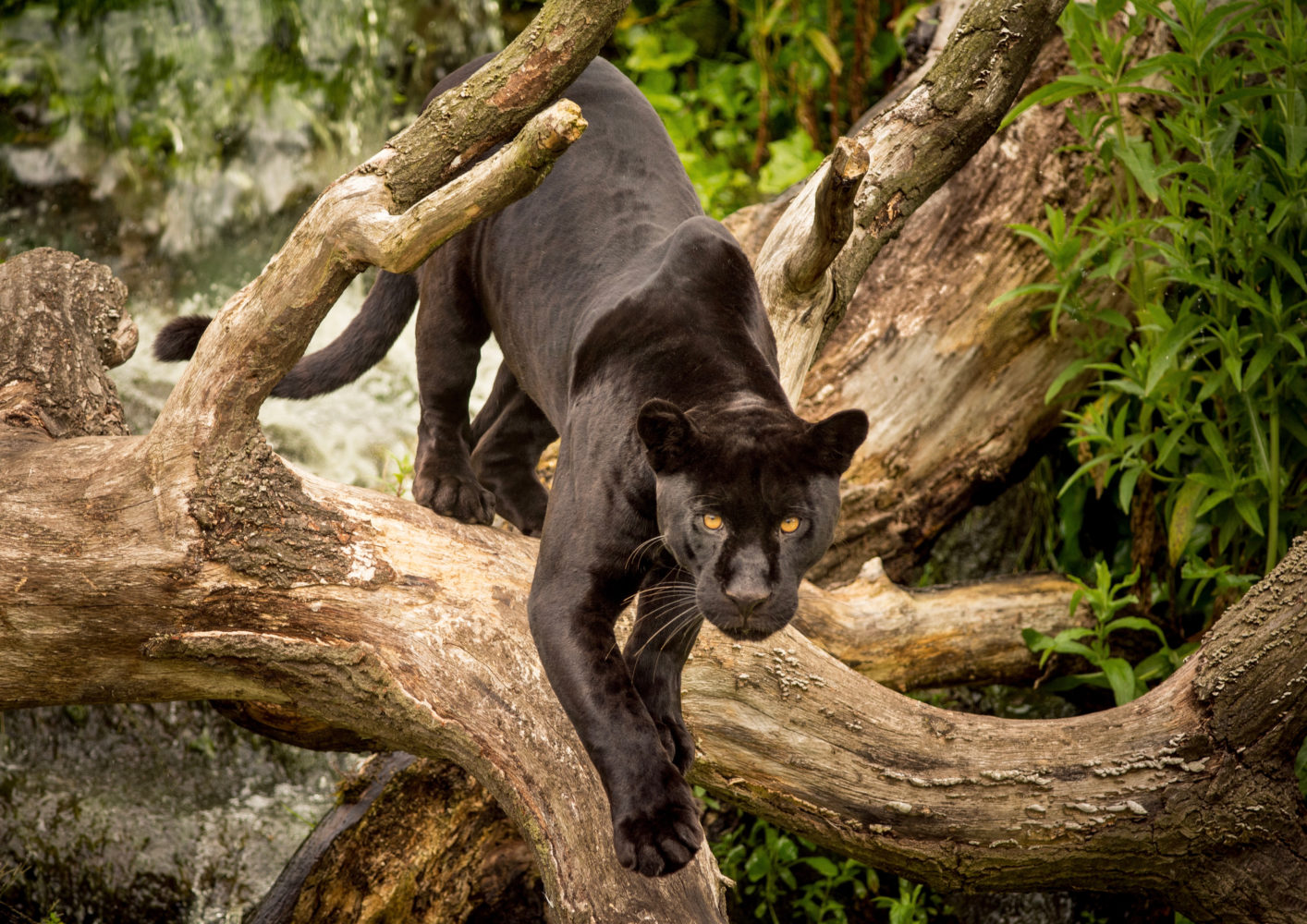 Meet the Americas’ black (big) cat: six facts about black jaguars - WWF.CA