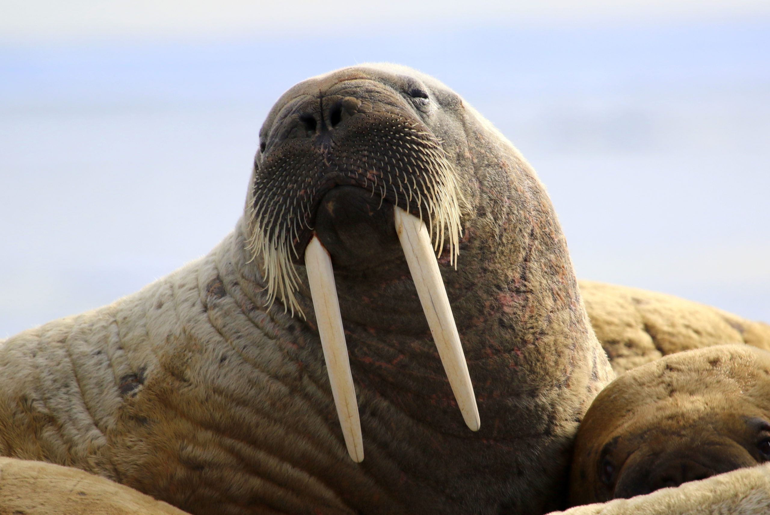 Close up of an Atlantic walrus