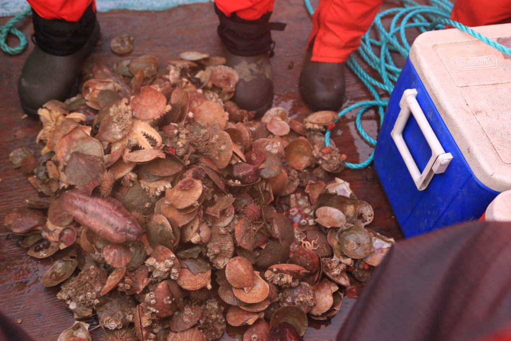 Mussels, sea cucumbers and other fishery harvest samples 