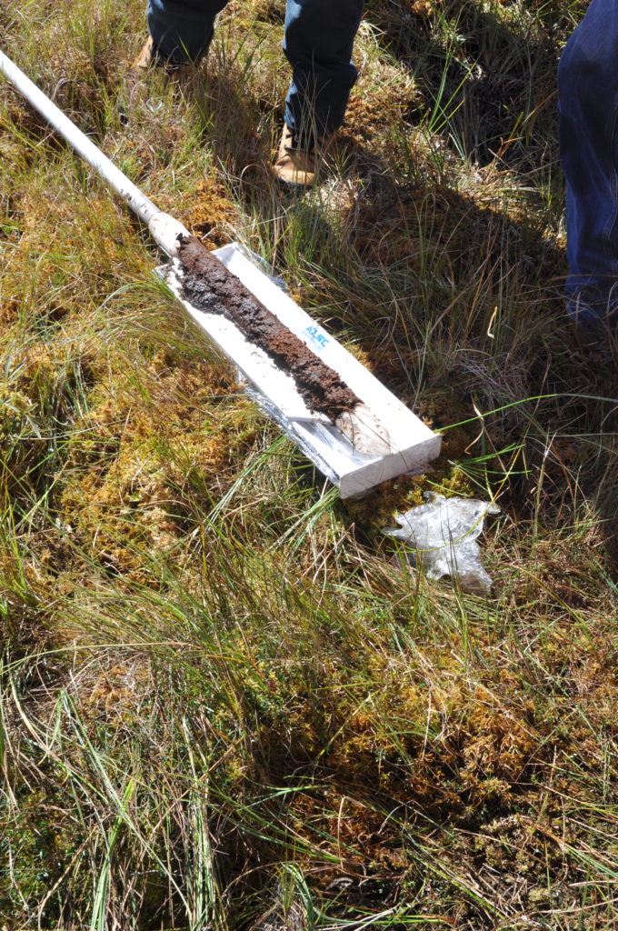A sample of peat inside a corer