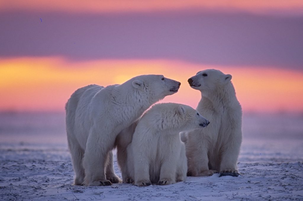 Une famille d'ours polaires au coucher du soleil, en Arctique. 