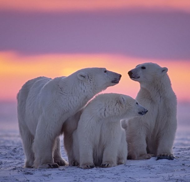 Une famille d'ours polaires au coucher du soleil, en Arctique.