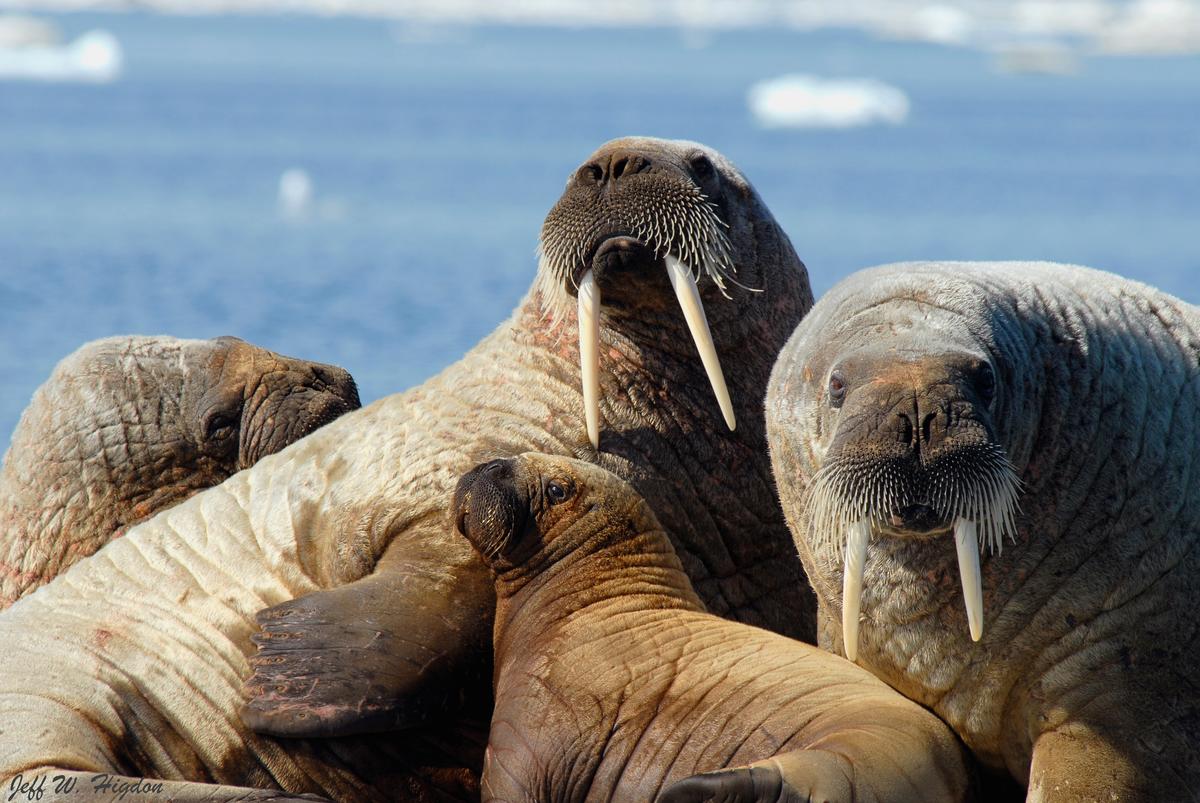 A herd of Atlantic walruses (Odobenus rosmarus rosmarus) in Foxe Basin, Nunavut, Canada