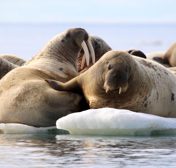 Walrus on an ice flow
