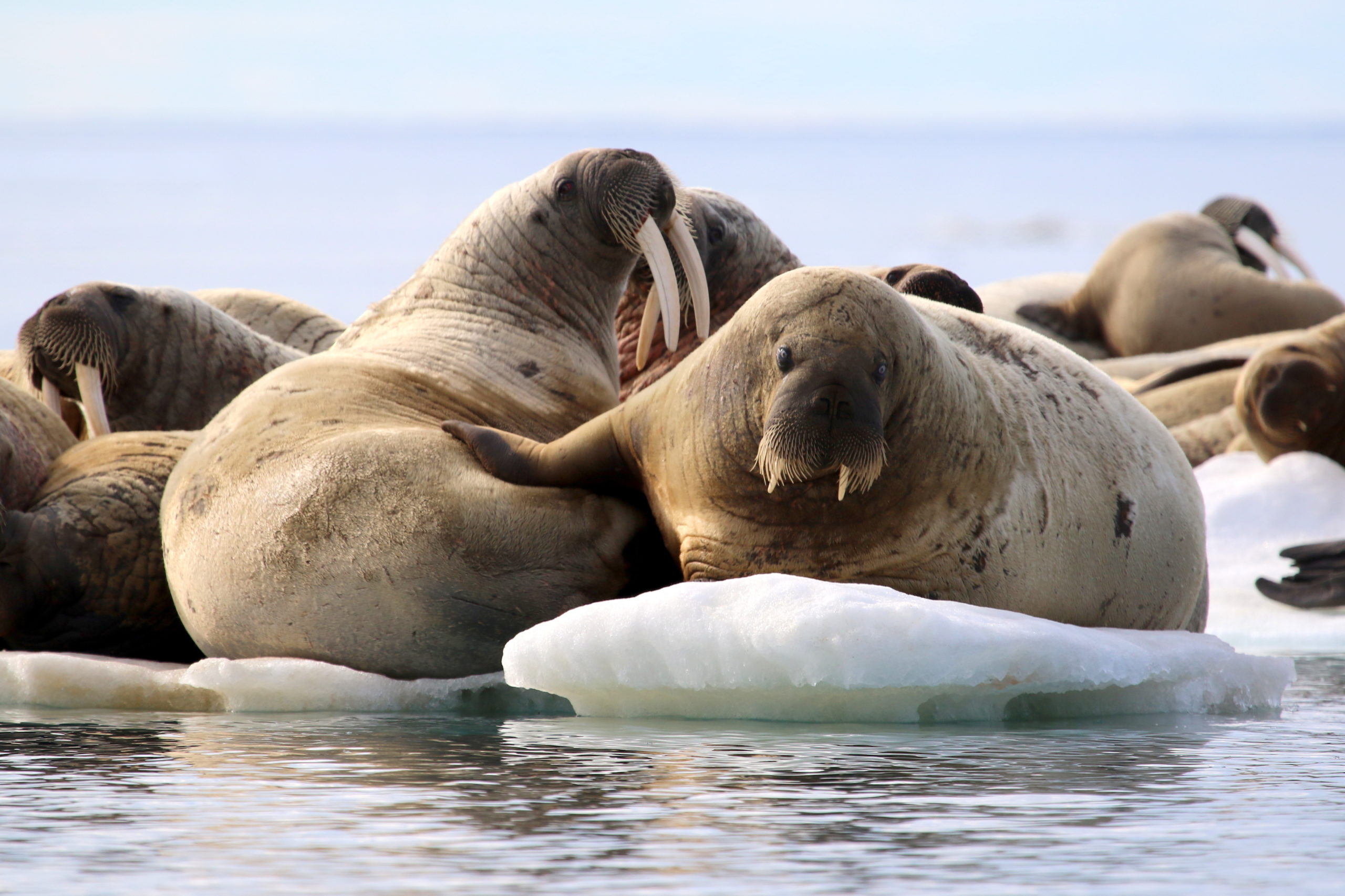 Walrus on an ice flow