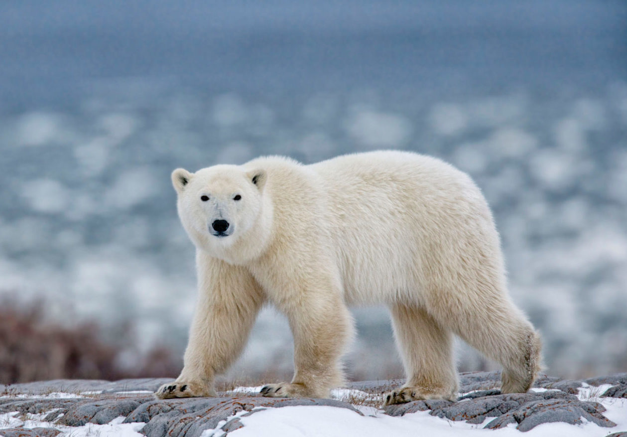 Photo Of Polar Bear In Canada