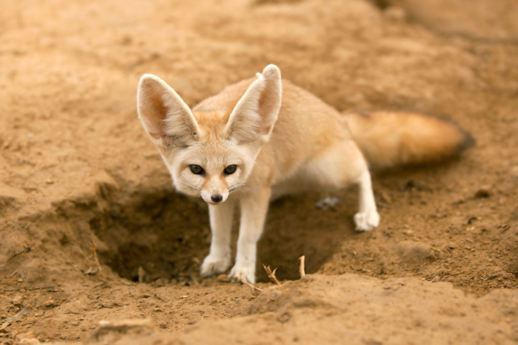 Fennec fox digging a hole in the sand