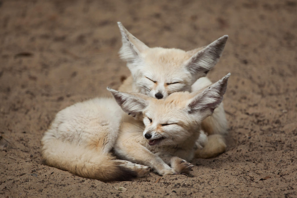 Two fennec foxes