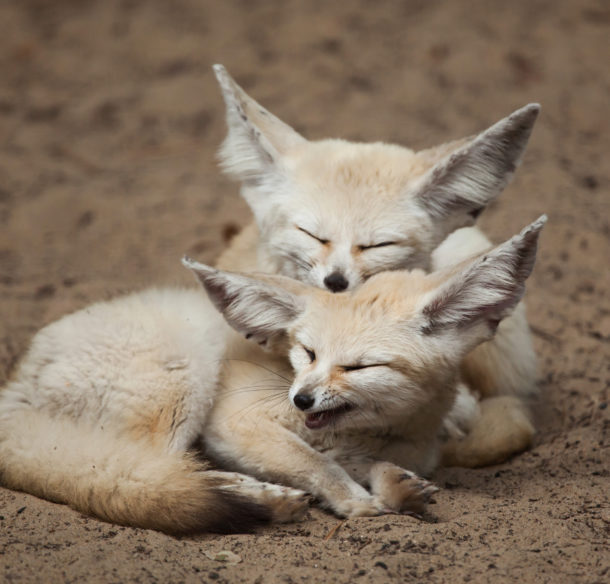 Two fennec foxes cuddling