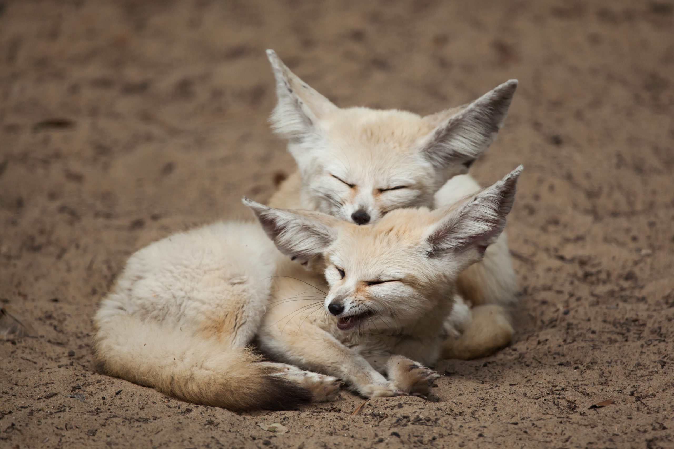 Two fennec foxes cuddling