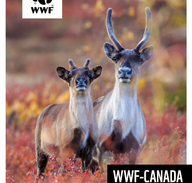 WWF- Canada Annual Report 2021