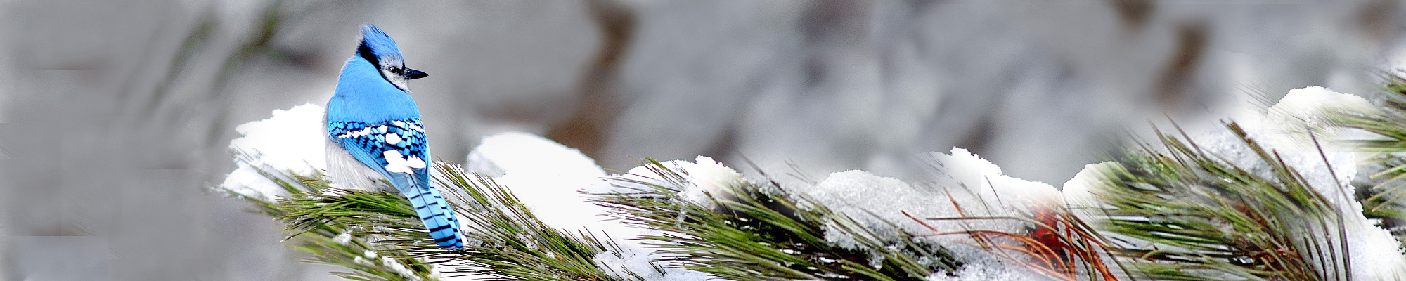 Blue jay (Cyanocitta cristata), on snowy evergreen branch in winter,