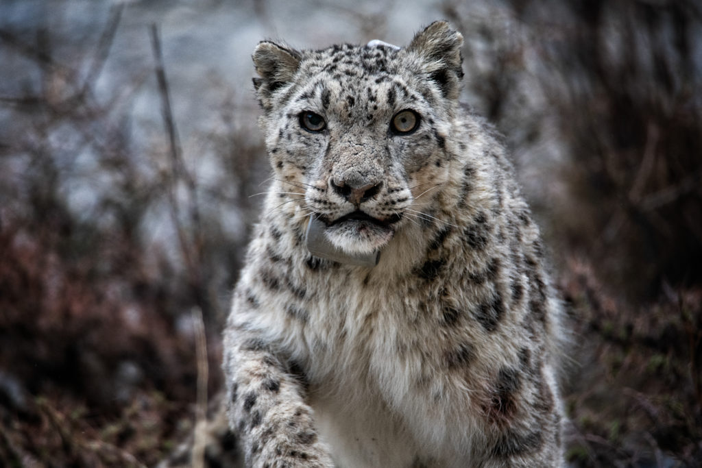 snow leopard running a
