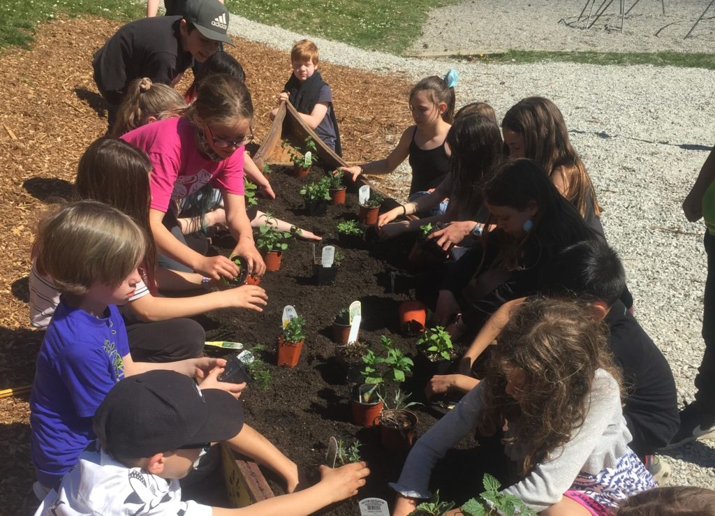 Schoolchildren planting