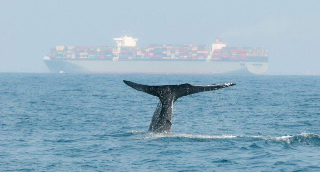 Blue whale diving with a cargo ship in the background