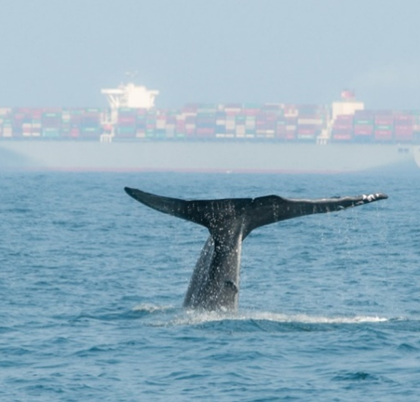 Blue whale diving with a cargo ship in the background