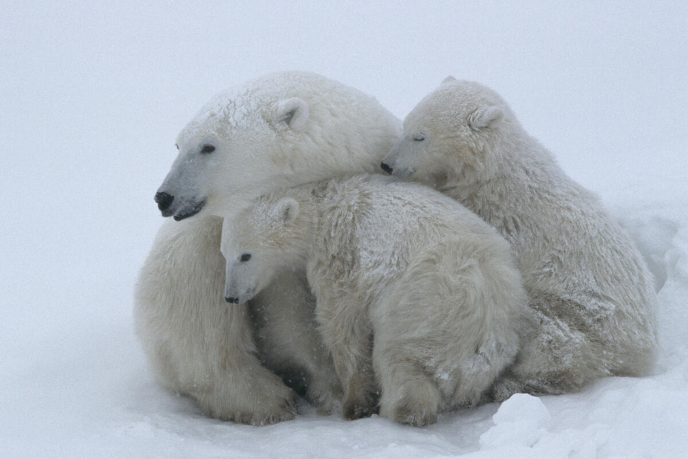 Mother polar bear (Ursus maritumus) and twin cubs (about 10-11 months old) resting in a day-bed during a snowstorm. Wapusk National Park near the edge of Hudson Bay, Manitoba, Canada.