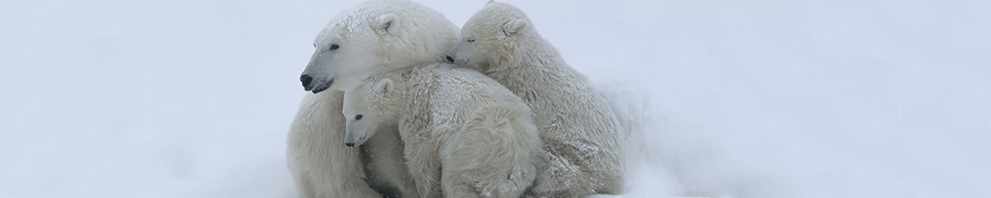 Mother polar bear (Ursus maritumus) and twin cubs (about 10-11 months old) resting in a day-bed during a snowstorm. Wapusk National Park near the edge of Hudson Bay, Manitoba, Canada.