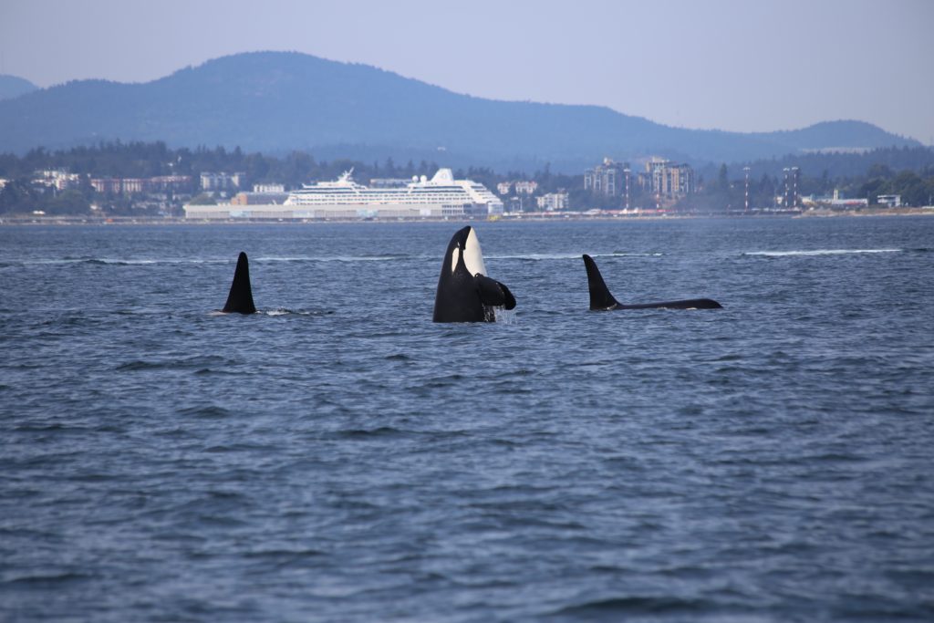 Killer whale off BC coast with large ship in background