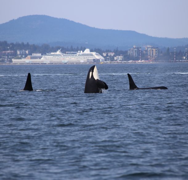 Killer whale off BC coast with large ship in background