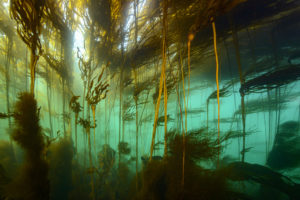 Forêt d’algues brunes dans le courant