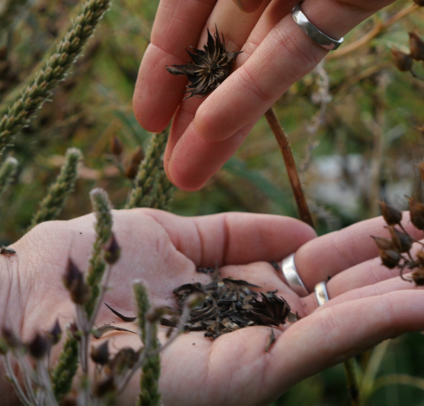 Seeds of Pale Purple Coneflower