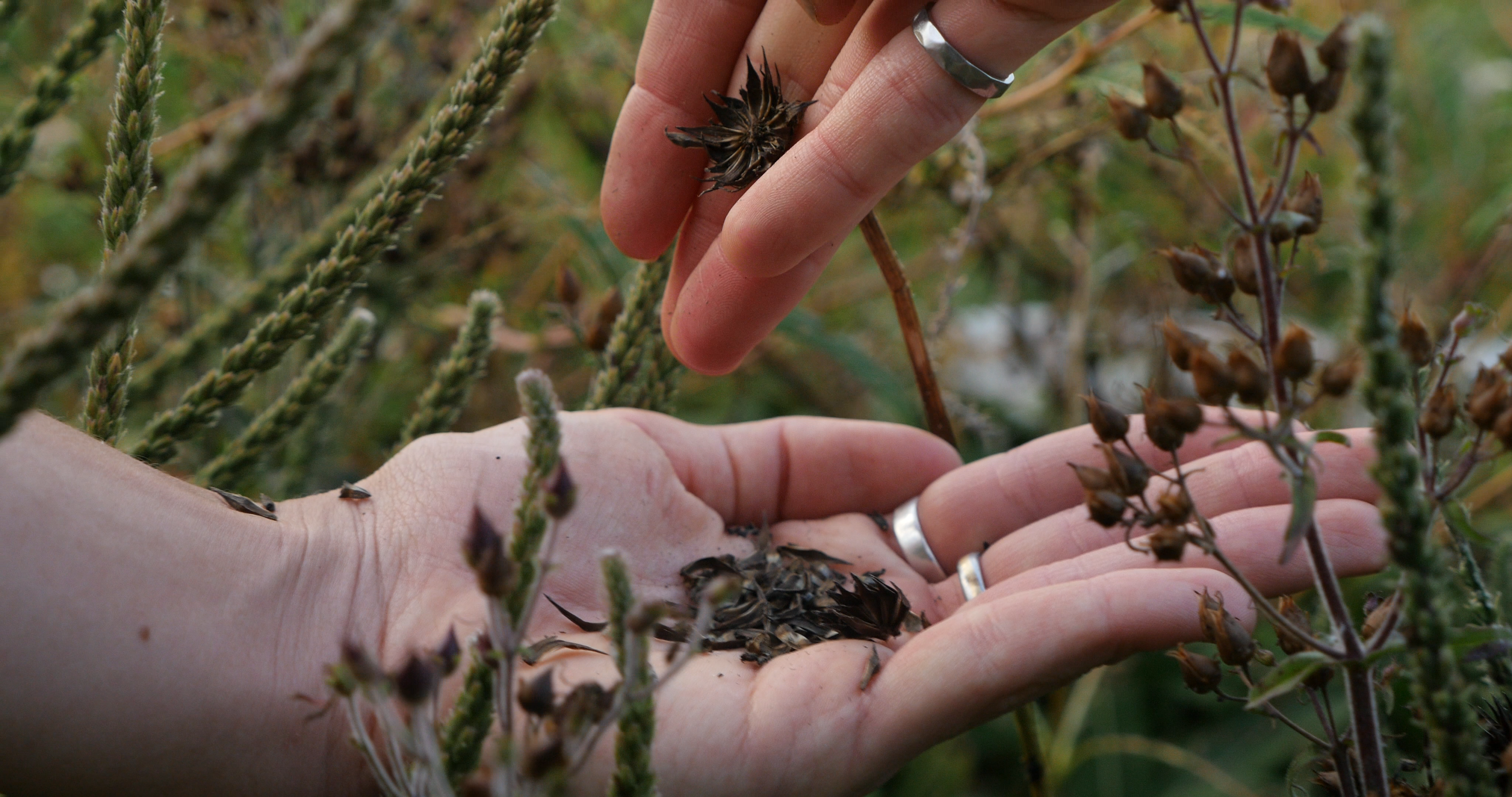 Seeds of Pale Purple Coneflower