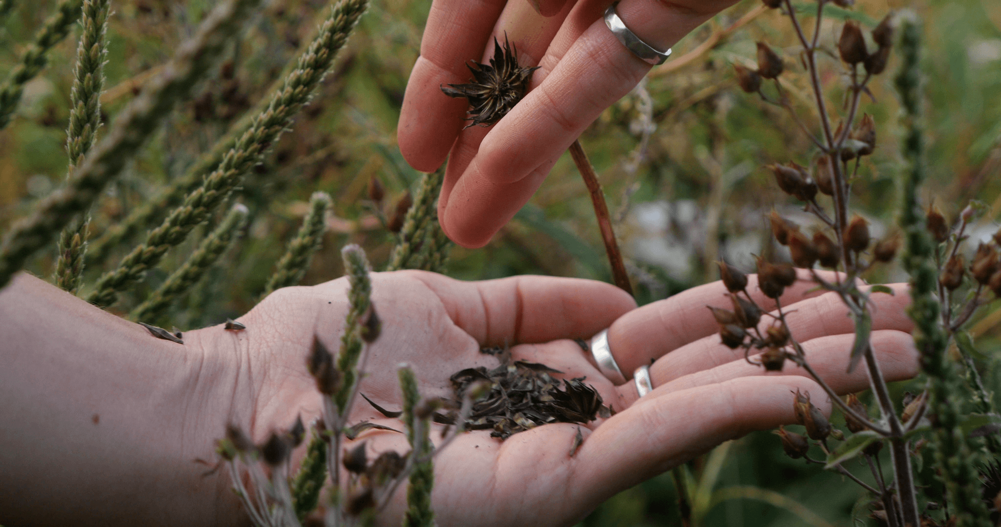 Pale purple coneflower seeds