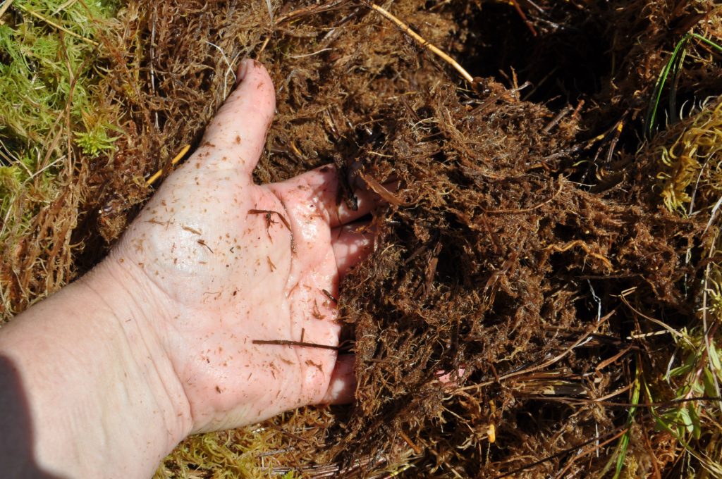 a handful of Peat in the Hudson and James Bay Lowlands