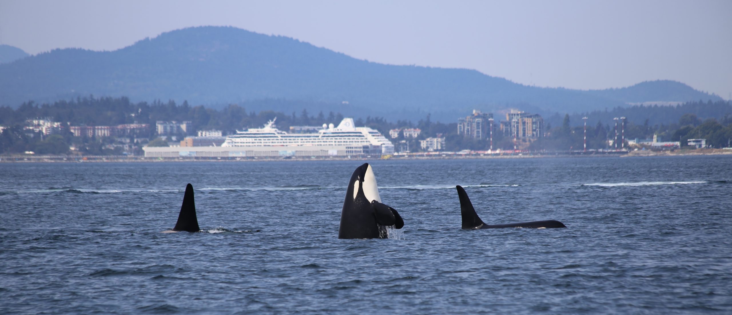 Orcas near ship