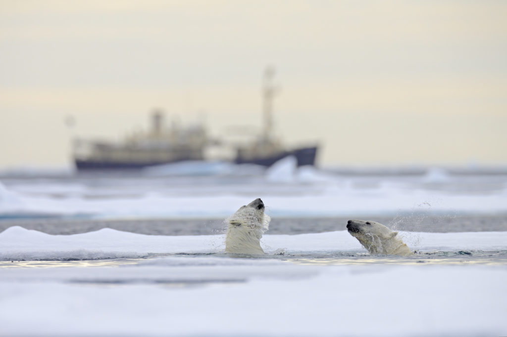 two polar bears in the water with a ship behind them