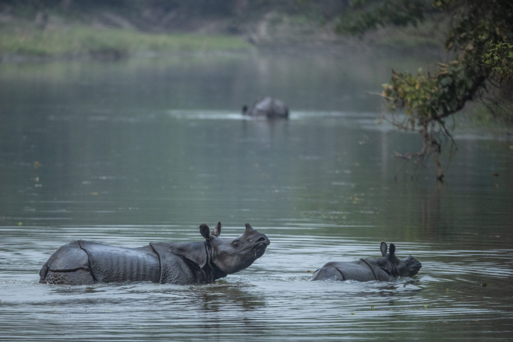 Rhinocéros femelle avec son petit dans un des milieux humides du parc national Chitwan