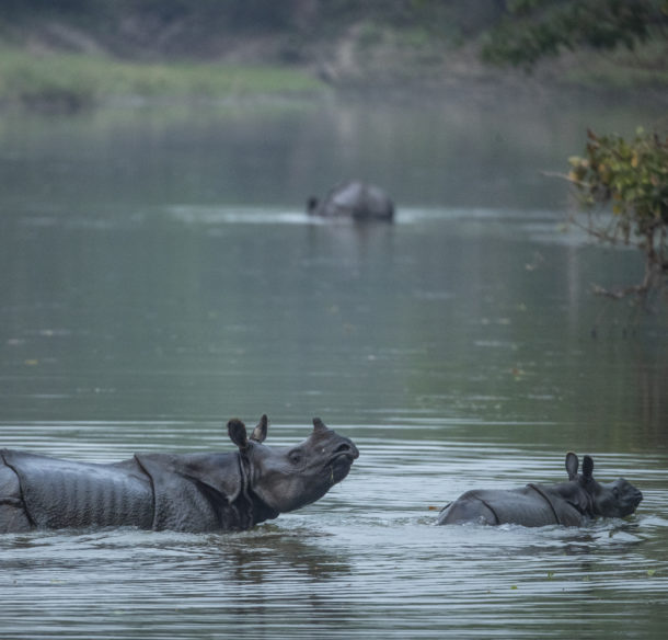 Rhinocéros femelle avec son petit dans un des milieux humides du parc national Chitwan