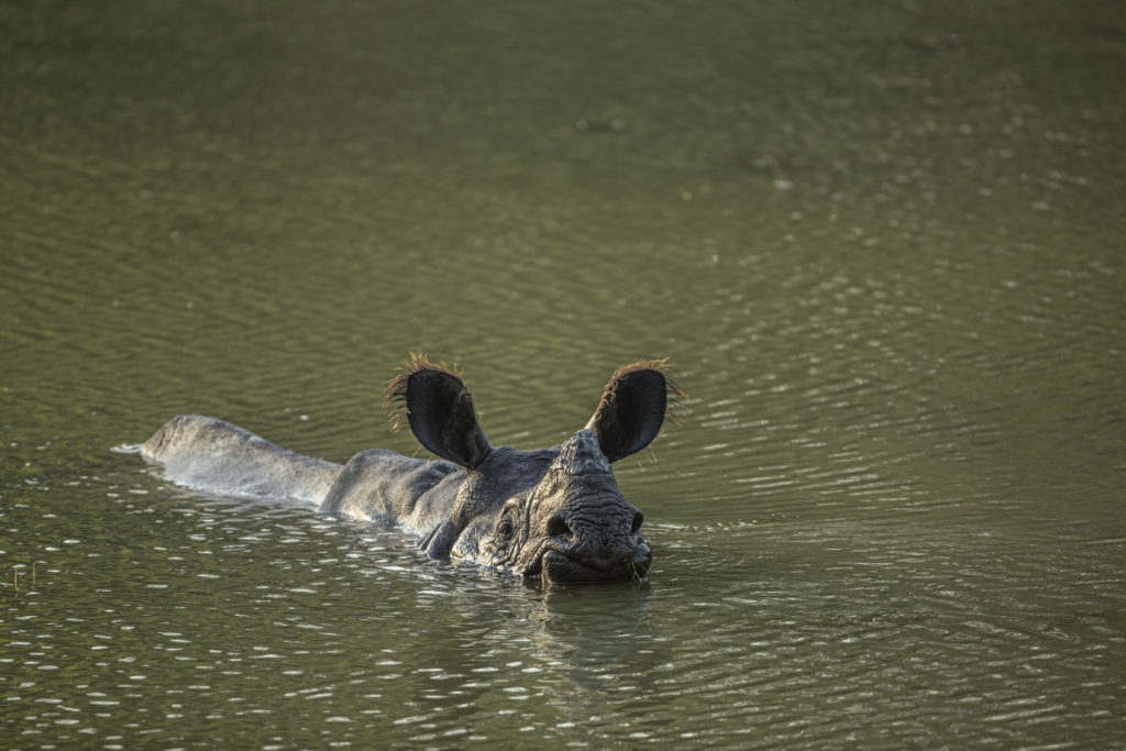 Un rhinocéros dans l'eau