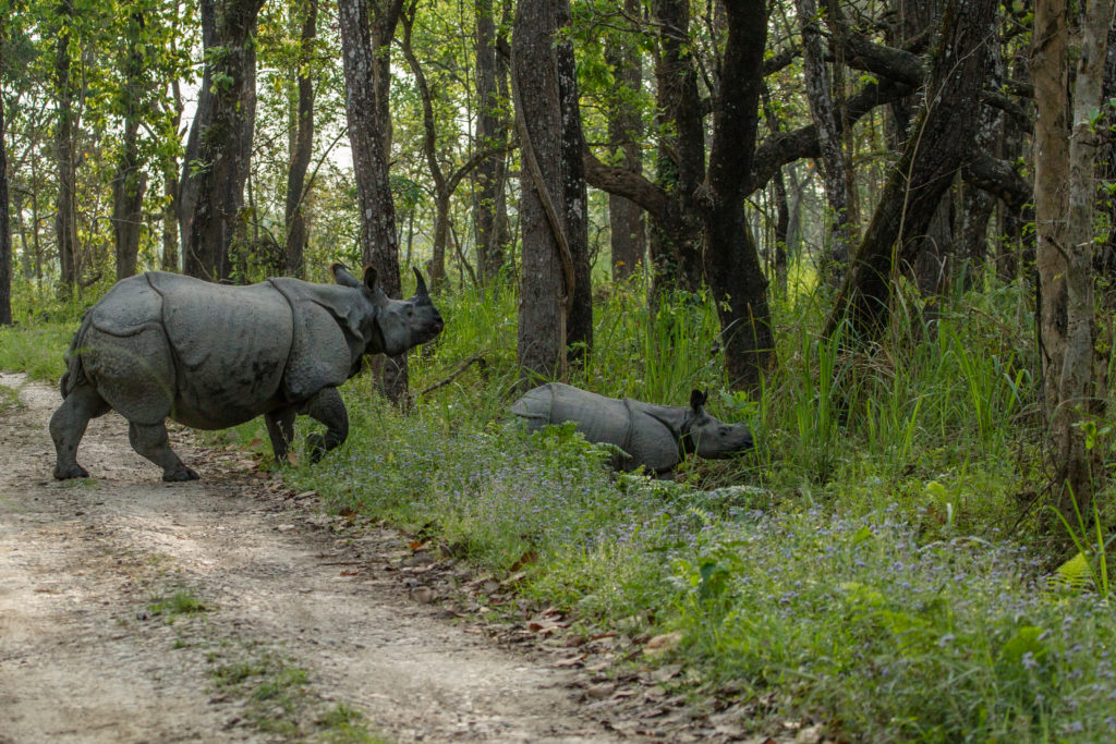 One-horned rhino mother and calf, Chitwan National Park, Nepal.