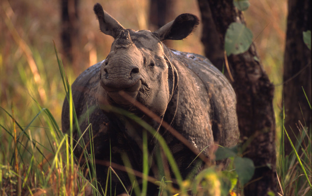 Indijos raganosis (Rhinoceros unicornis), Čitvano nacionalinis parkas, Nepalas