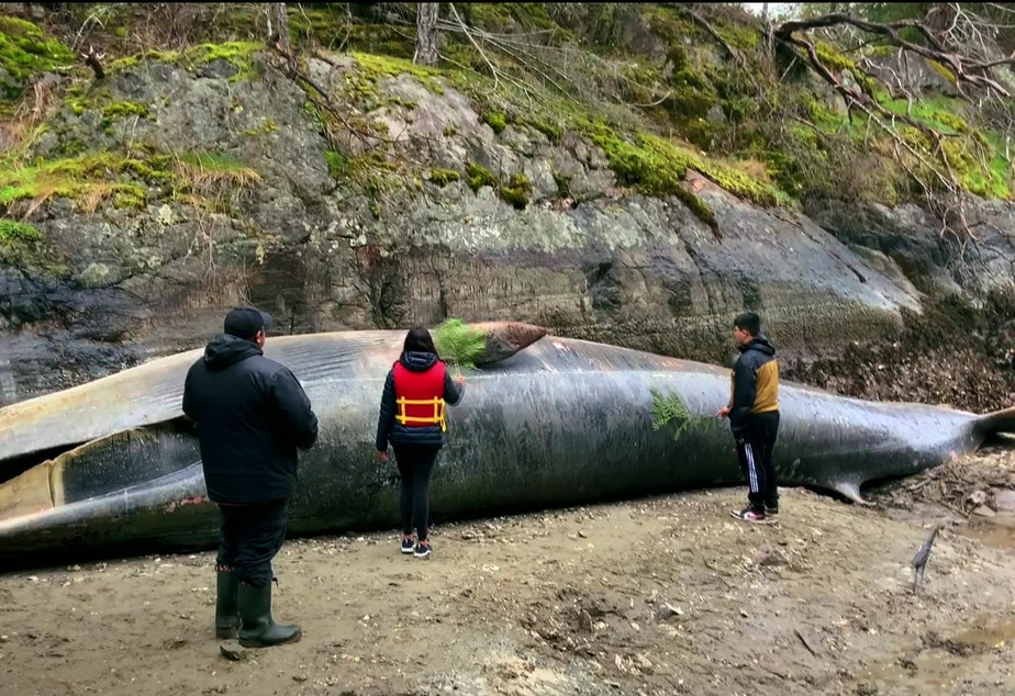 Members of the shíshálh Nation show their respect to a dead fin whale that has washed ashore in Pender Harbour, BC