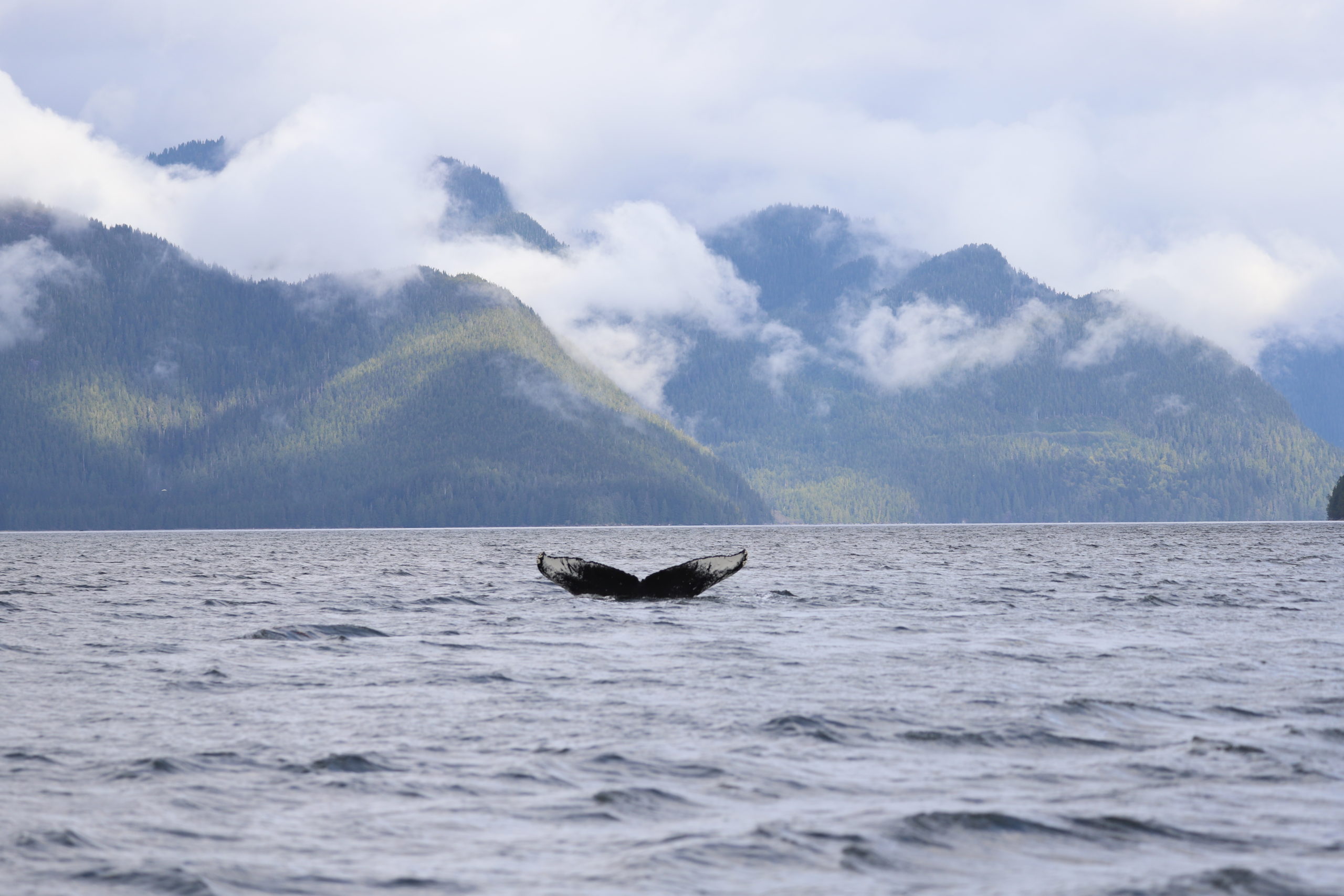 Humpback whale tail visible from the water.